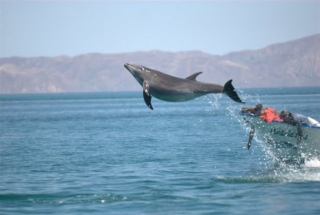 Delfines jugando
